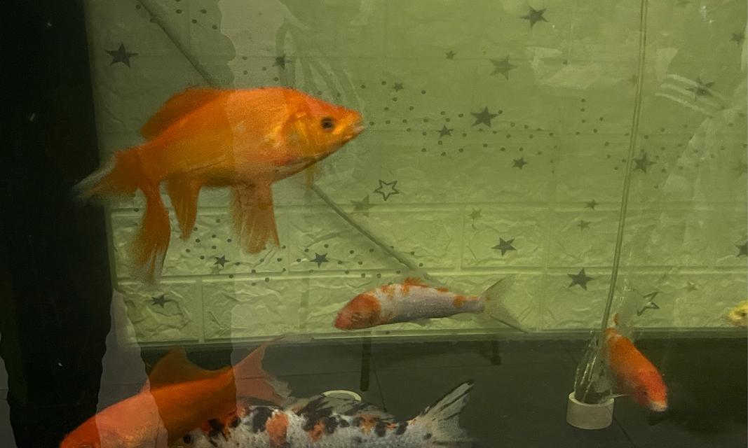 金鱼饮食环境偏好与优化技巧｜饲养全攻略(图3)