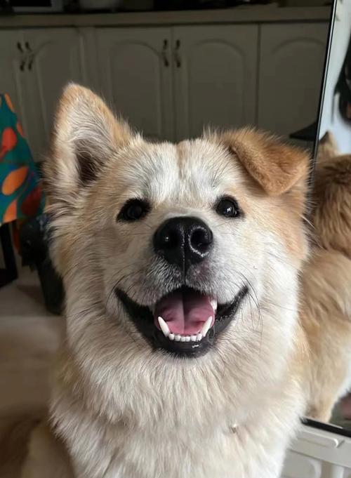 狗味的由来与意义｜科学解析与实用应对指南(图3)