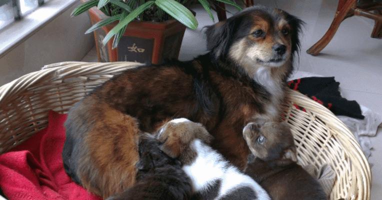 幼年小狗崽饮食需求全攻略(图3)