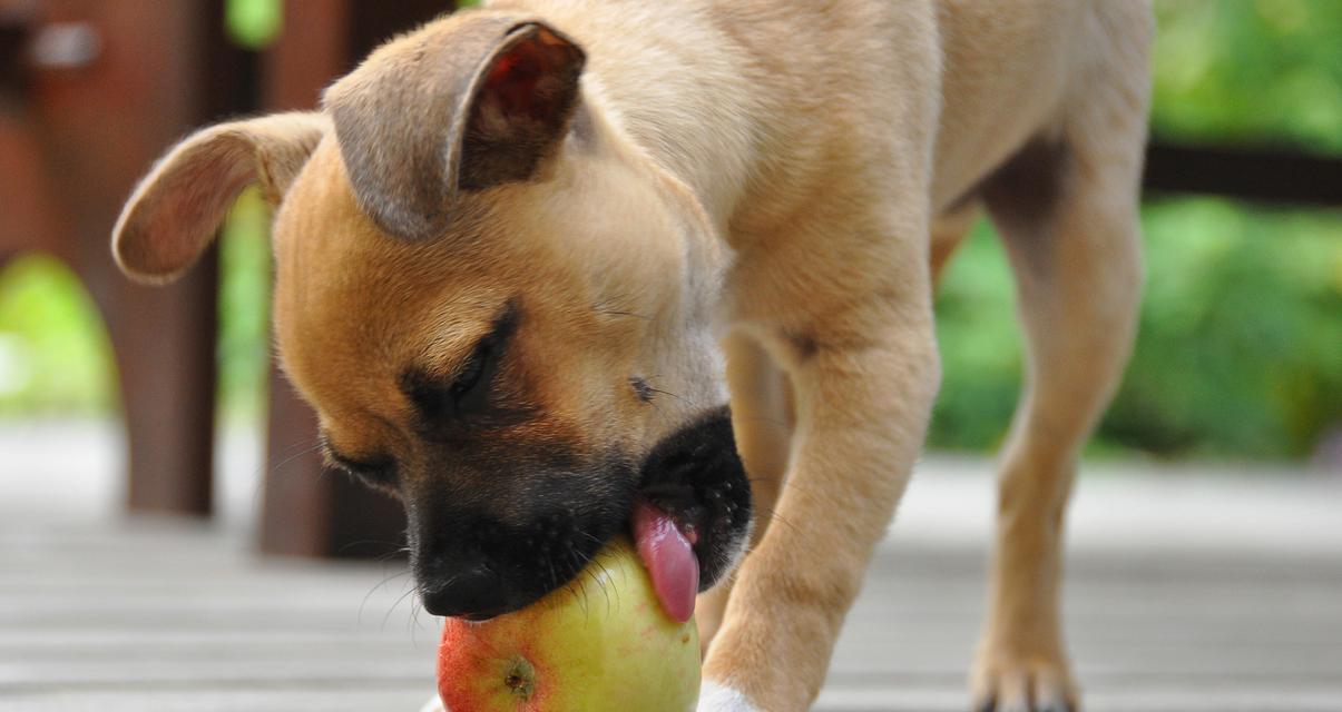 幼年小狗崽饮食需求全攻略(图2)