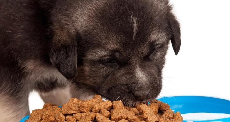 幼年小狗崽饮食需求全攻略