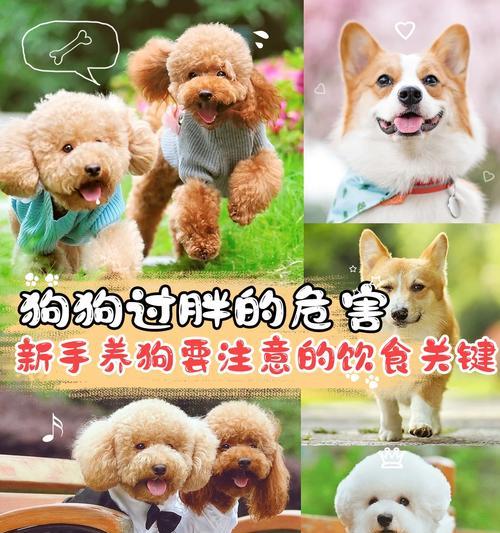 揭秘狗狗长不胖的原因全攻略(图2)