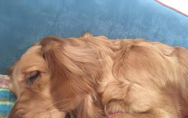 揭秘狗狗长不胖的原因全攻略