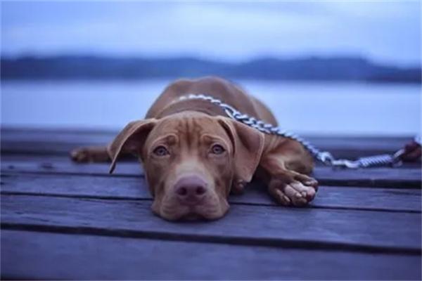 狗狗低血糖原因及应对措施全攻略