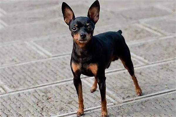 狗狗光吃不长肉怎么办｜科学喂养全攻略(图1)