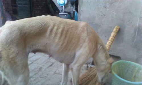 狗流产原因及预防措施全攻略(图1)