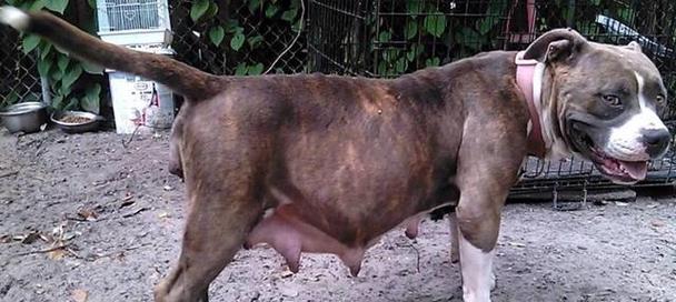 狗流产原因及预防措施全攻略(图2)