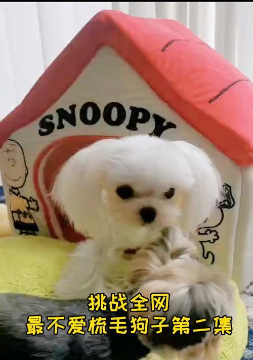 为什么我的狗狗不叫?实用解决指南(图2) 为什么我的狗狗不叫?实用解决指南(图2)