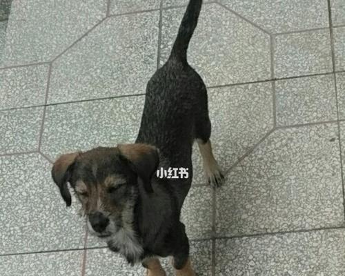 为什么我的狗狗不叫?实用解决指南(图3) 为什么我的狗狗不叫?实用解决指南(图3)