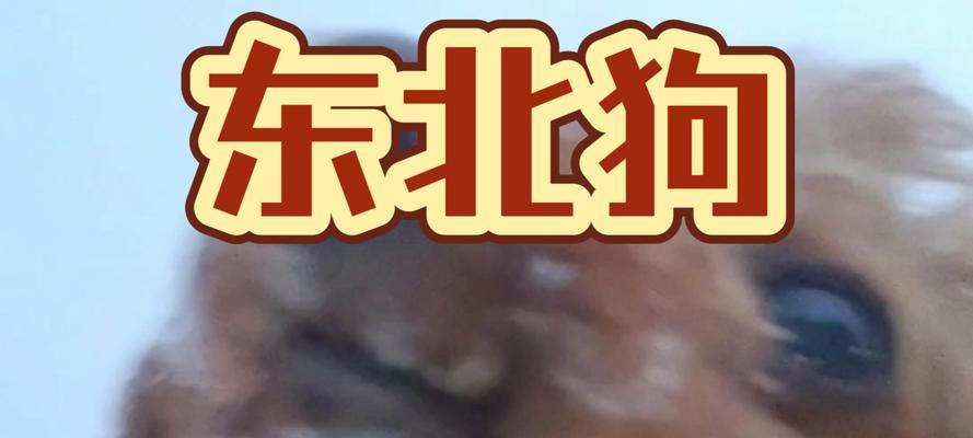 狗为何喜欢闻女人｜揭秘狗嗅觉的神秘世界全攻略(图2)