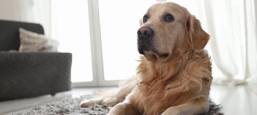 金毛独自在家娱乐方式|快乐时光全攻略(图3) 金毛独自在家娱乐方式|快乐时光全攻略(图3)