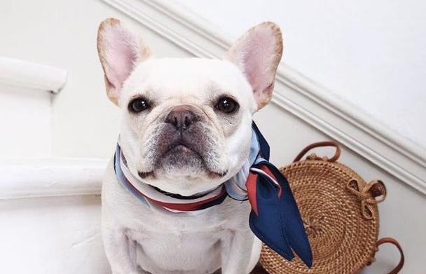 猛犬体味小的品种选择与管理技巧｜实用指南(图3)