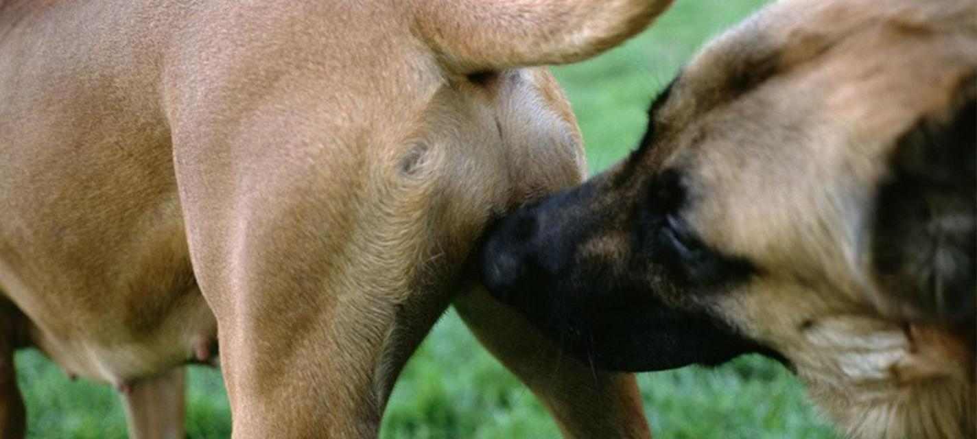 狗为何喜欢闻女人｜揭秘狗嗅觉的神秘世界全攻略