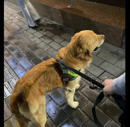 金毛独自在家娱乐方式|快乐时光全攻略(图1) 金毛独自在家娱乐方式|快乐时光全攻略(图1)