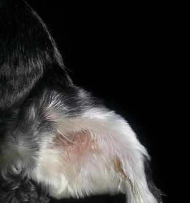 狗耳朵翻了的真相与文化意义|科学解析全攻略(图3) 狗耳朵翻了的真相与文化意义|科学解析全攻略(图3)