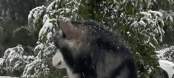 狗耳朵翻了的真相与文化意义|科学解析全攻略(图2) 狗耳朵翻了的真相与文化意义|科学解析全攻略(图2)