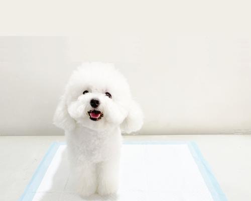 小狗训练最佳时机与方法｜实用指南