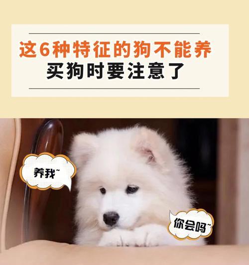 新买的狗狗如何照顾需求｜健康幸福全攻略(图3)