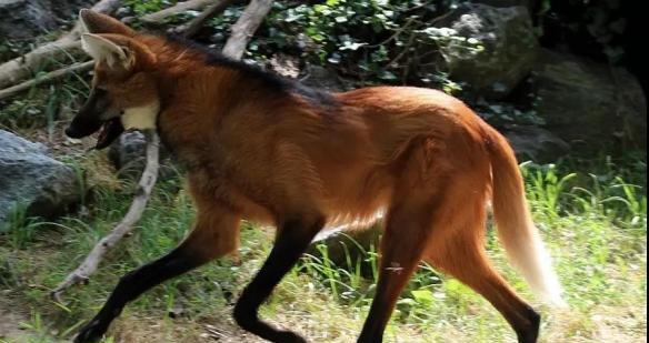 四个月大狗狗频繁露出来原因解析｜行为引导全攻略