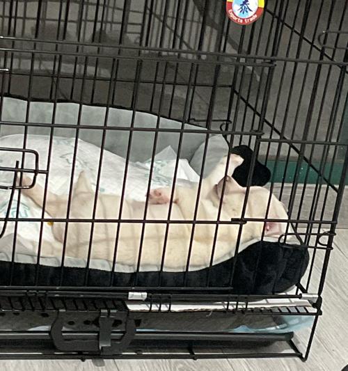 新买的狗狗如何照顾需求｜健康幸福全攻略