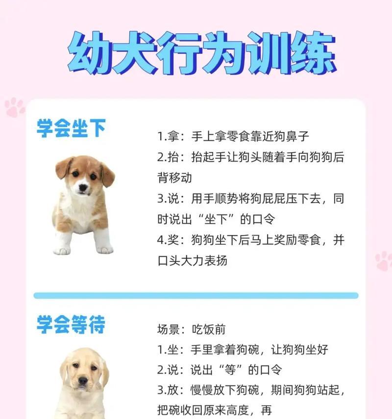 小狗训练最佳时机与方法｜实用指南(图3)
