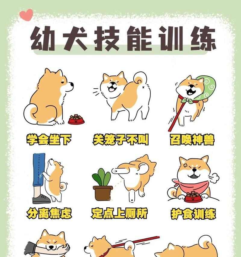 小狗训练最佳时机与方法｜实用指南(图2)