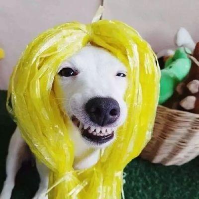 四个月大狗狗频繁露出来原因解析｜行为引导全攻略(图3)