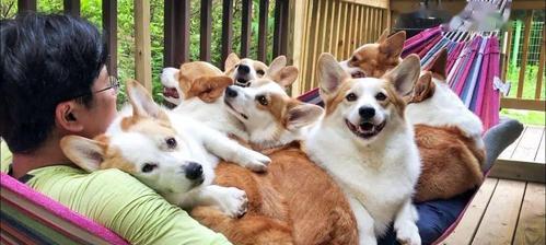 四个月大狗狗频繁露出来原因解析｜行为引导全攻略(图2)