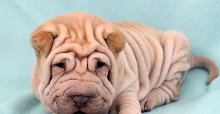 沙皮狗最爱游戏玩法｜全面解析玩耍技巧(图1)