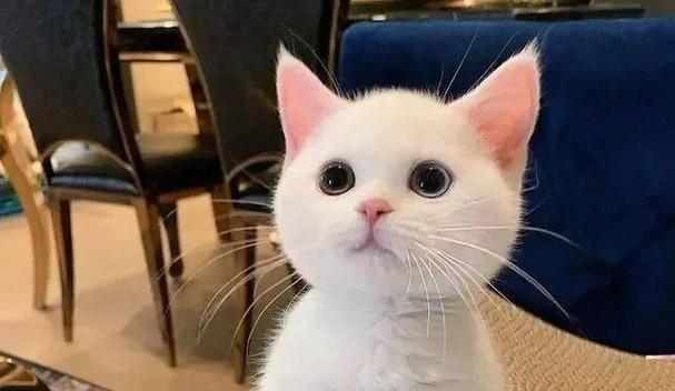 猫咪毛色绚丽饮食秘诀｜营养均衡全攻略(图3)