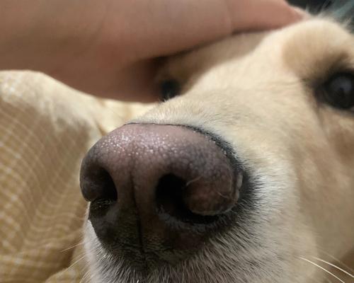 狗鼻子为何湿润？健康与功能全解析(图3)