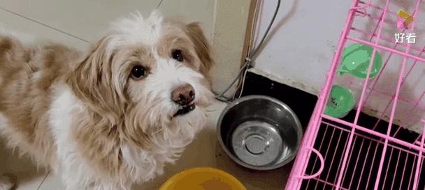 狗不吃狗粮全攻略