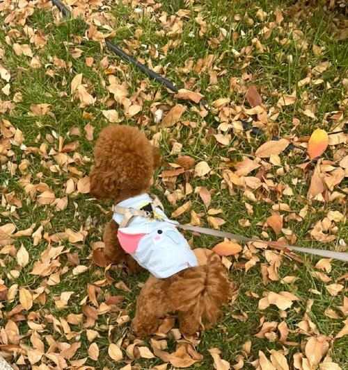 狗鼻子为何湿润？健康与功能全解析