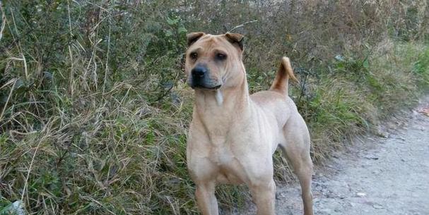 沙皮狗最爱游戏玩法｜全面解析玩耍技巧(图3)