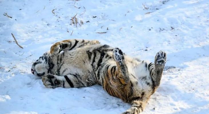 冬天中的勇敢者｜动物抗寒生存策略全解析(图2)