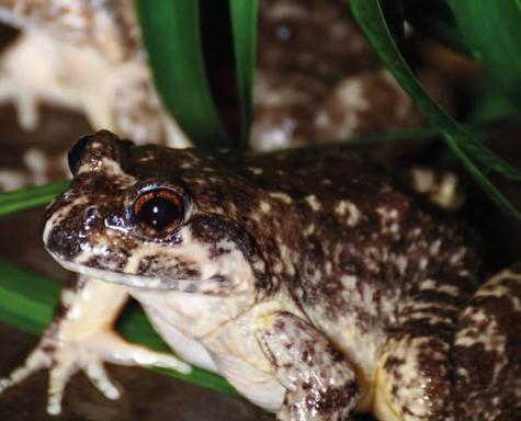 冬天中的勇敢者｜动物抗寒生存策略全解析(图1)