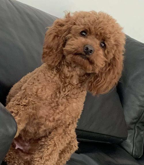 泰迪狗宫缩原因症状与应对方法｜全面解析指南