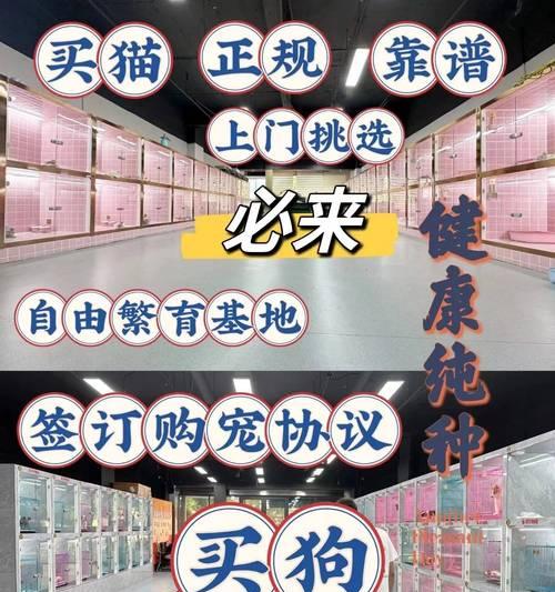 新买的狗狗如何照顾需求｜健康幸福全攻略(图2)