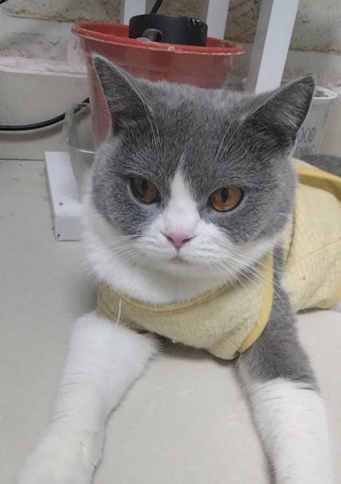 猫咪毛色绚丽饮食秘诀｜营养均衡全攻略(图2)