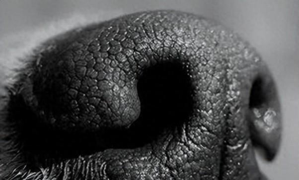 狗鼻子为何湿润？健康与功能全解析(图2)