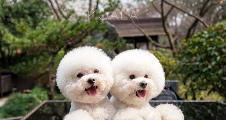 适合家庭的小型犬推荐｜挑选伴侣全攻略(图2)