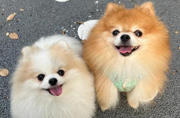 适合家庭的小型犬推荐｜挑选伴侣全攻略