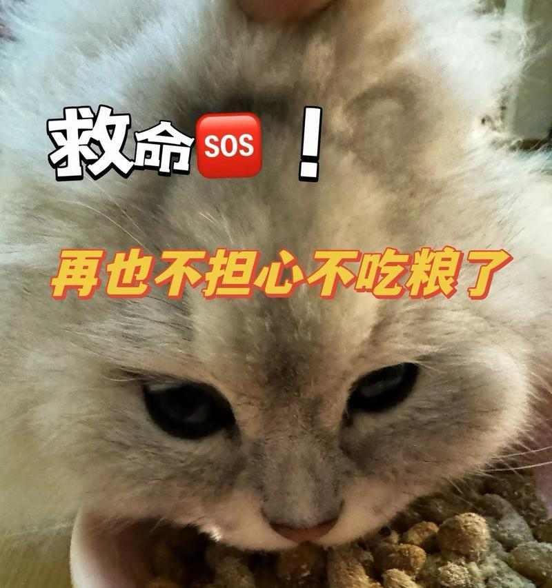 猫咪吃猫粮拉稀原因解析｜科学应对全攻略
