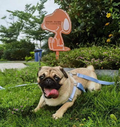 适合家庭的小型犬推荐｜挑选伴侣全攻略(图3)