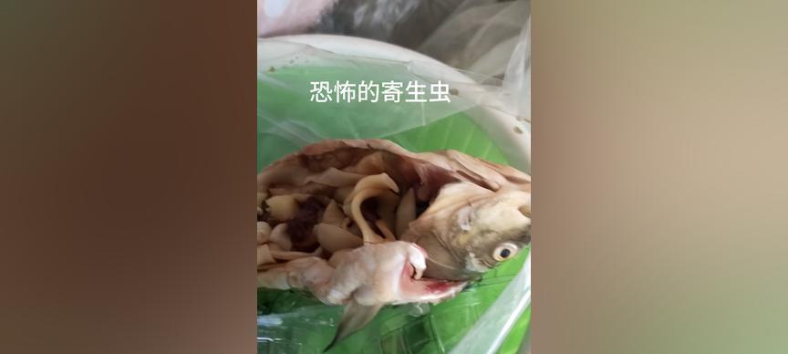 肚子长虫常见症状与预防指南｜健康生活必备知识(图2)