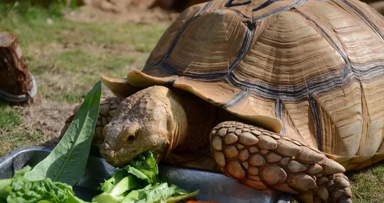 苏卡达美食文化探索｜必尝美食全攻略(图1)