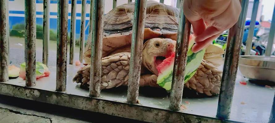 苏卡达美食文化探索｜必尝美食全攻略(图3)