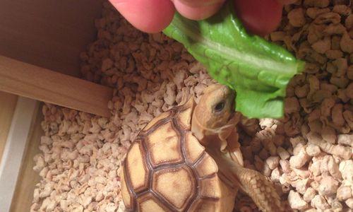 苏卡达美食文化探索｜必尝美食全攻略(图2)