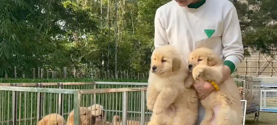 广州狗场文化全攻略：历史特色与未来趋势