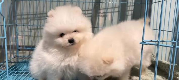 广州狗场文化全攻略：历史特色与未来趋势(图3)